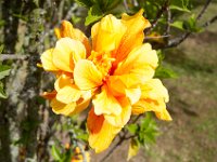 DSC_9882 Flowers on the grounds -- Mountain Views Inn (Tumbaco, Ecuador) - 26 December 2015 - 2 January 2016