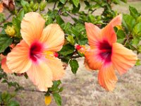 DSC_9900 Flowers on the grounds -- Mountain Views Inn (Tumbaco, Ecuador) - 26 December 2015 - 2 January 2016