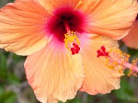 DSC_9903 Flowers on the grounds -- Mountain Views Inn (Tumbaco, Ecuador) - 26 December 2015 - 2 January 2016