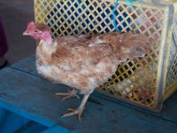 DSC_9940 Tumbaco Farmer's Market (Tumbaco, Ecuador) - 27 December 2015