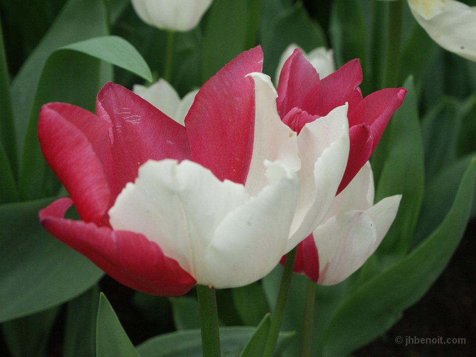 Tulip in Netherlands
