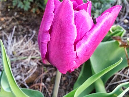 2015-04-28 Flowers