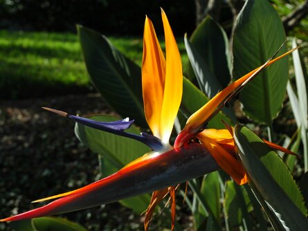 Tampa, FL Pictures of flowers in Florida