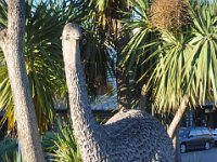 DSC_0631 New Zealand Moa -- A few days in Queenstown (Queenstown, New Zealand)