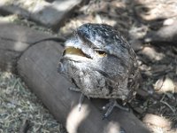 DSC_7936 Featherdale Wildlife Park (Sydney, New South Wales, Australia) - 3 Jan 12