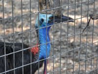 DSC_7984 Featherdale Wildlife Park (Sydney, New South Wales, Australia) - 3 Jan 12