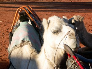 Camel Sunset Tour (14 Jun 05) Camel Sunset Tour (14 June 2005)