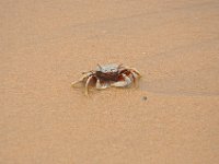 DSC_6988 A visit to Woodgate Beach, Queensland -- 27 Dec 11