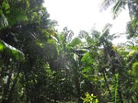 DSC_0002 Rain Forest (Fraser Island, Queensland, Australia)