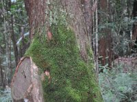 DSC_9986 Tropical Rainforest (Fraser Island, Queensland, Australia)