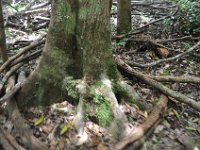 DSC_9989 Rain Forest (Fraser Island, Queensland, Australia)