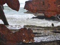 DSC_0058 The shipwreck of the S. S. Maheno - Fraser Island (Queensland, Australia)