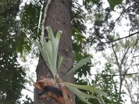 DSC_9724 The Botanical Gardens (Hervey Bay, Qeensland, Australia)