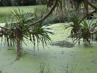 DSC_9734 The Botanical Gardens (Hervey Bay, Qeensland, Australia)