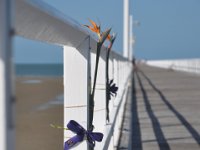 DSC_6887 Flowers in memory -- The Pier, Hervey Bay, Queensland -- 26 Dec 11