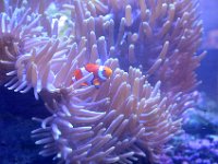 DSC_5123 Found Nemo -- A visit to Townsville Aquarium (Townsville, Queensland, Australia) -- 3 January 2013