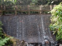 DSC_5529 El Yunque National Forest -- A trip to Puerto Rico -- 18 March 2017