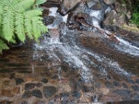 DSC_5532 El Yunque National Forest -- A trip to Puerto Rico -- 18 March 2017