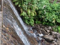 DSC_5543 El Yunque National Forest -- A trip to Puerto Rico -- 18 March 2017