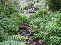 DSC_5547 El Yunque National Forest -- A trip to Puerto Rico -- 18 March 2017