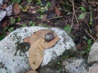 DSC_5550 El Yunque National Forest -- A trip to Puerto Rico -- 18 March 2017