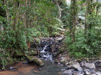 DSC_5553 El Yunque National Forest -- A trip to Puerto Rico -- 18 March 2017