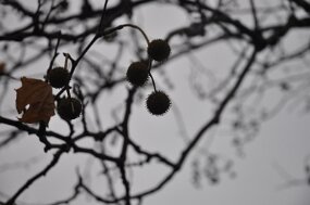 DSC_0445 null
