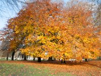 DSC_5632 St. James Park (London, UK) -- 27 November 2014