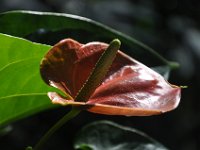 DSC_4148 The Bloedel Floral Conservatory (Queen Elizabeth Park)