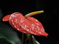 DSC_4149 The Bloedel Floral Conservatory (Queen Elizabeth Park)