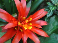 DSC_4175 The Bloedel Floral Conservatory (Queen Elizabeth Park)