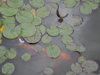 DSC_6500 A visit to the Dr. Sun Yat-Sen Park (Vancouver, British Columbia, Canada) -- 25 May 2013