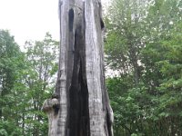 DSC_6744 The Hollow Tree, Stanley Park -- Various sights in Vancouver - 26 May 2013