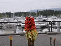 DSC_6769 Coal Harbour