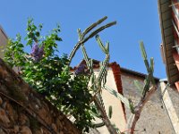 DSC_5814 Les plants à Menton