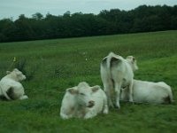 DSC_0678 Charolais cows -- On the road to/from Giverny (Giverny, France) -- 30 August 2014