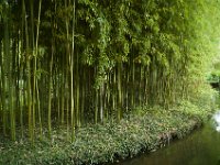 DSC_0683 Maison et Jardin de Claude Monet: Japanese Garden (Giverny, France) -- 30 August 2014