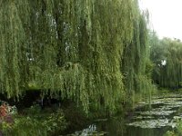 DSC_0689 Maison et Jardin de Claude Monet: Japanese Garden (Giverny, France) -- 30 August 2014