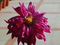 DSC_5785 On the road to Agra (Taj Majal) - Flowers at the Crystal Inn