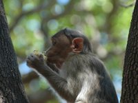 DSC_5664 Monkey in Mahabaleshwar
