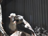 DSC_7898 Featherdale Wildlife Park (Sydney, New South Wales, Australia) - 3 Jan 12