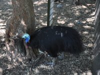 DSC_7906 Featherdale Wildlife Park (Sydney, New South Wales, Australia) - 3 Jan 12