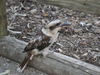 DSC_7934 Featherdale Wildlife Park (Sydney, New South Wales, Australia) - 3 Jan 12