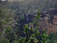 DSC_4547 A visit to Fitzroy Falls - New South Wales, Australia (28 December 2012)