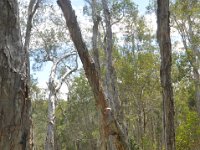 DSC_6997 Banksia Walking Track -- A visit to Woodgate Beach, Queensland -- 27 Dec 11