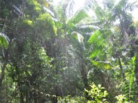 DSC_0001 Rain Forest (Fraser Island, Queensland, Australia)