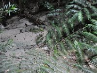 DSC_0005 Rain Forest (Fraser Island, Queensland, Australia)