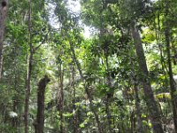 DSC_9999 Rain Forest (Fraser Island, Queensland, Australia)