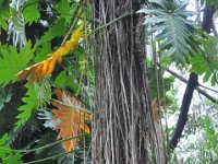 DSC_9723 The Botanical Gardens (Hervey Bay, Qeensland, Australia)