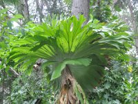 DSC_9728 The Botanical Gardens (Hervey Bay, Qeensland, Australia)